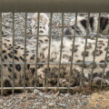 snow leopard