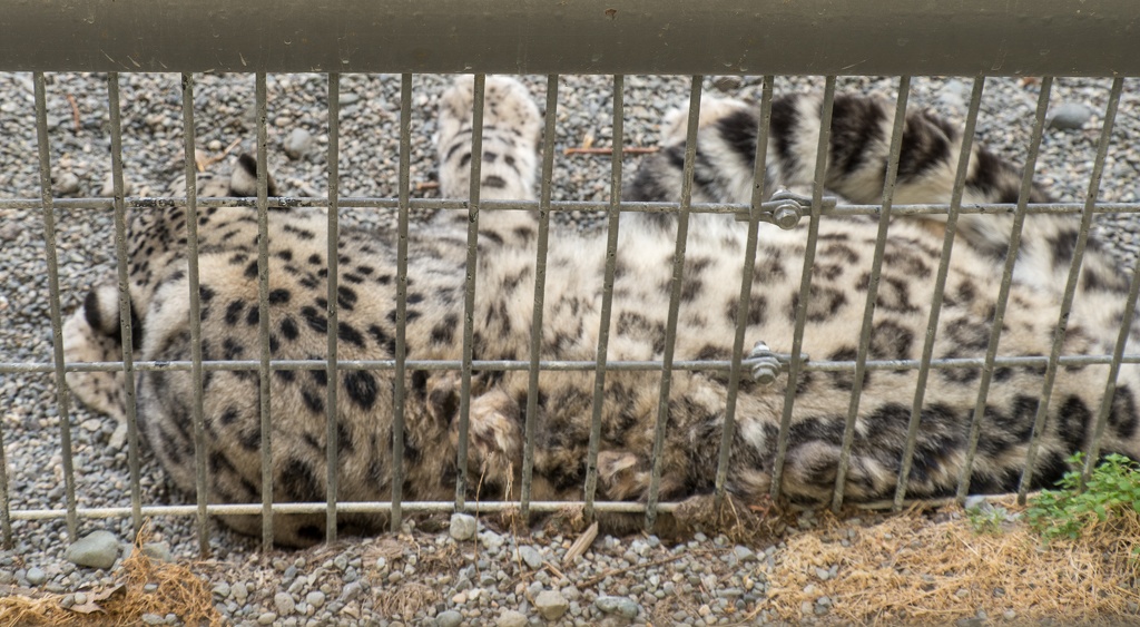 201806 Alaska-583 snow leopard.jpg