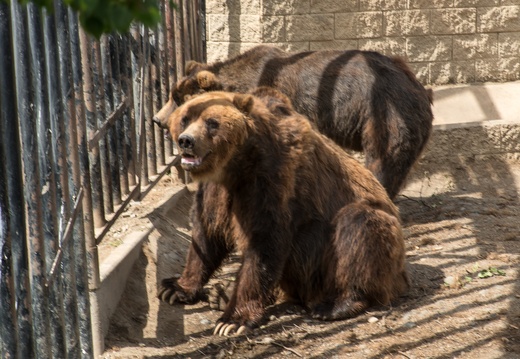 brown bears