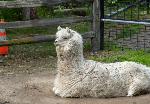 alpaca