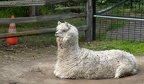 alpaca