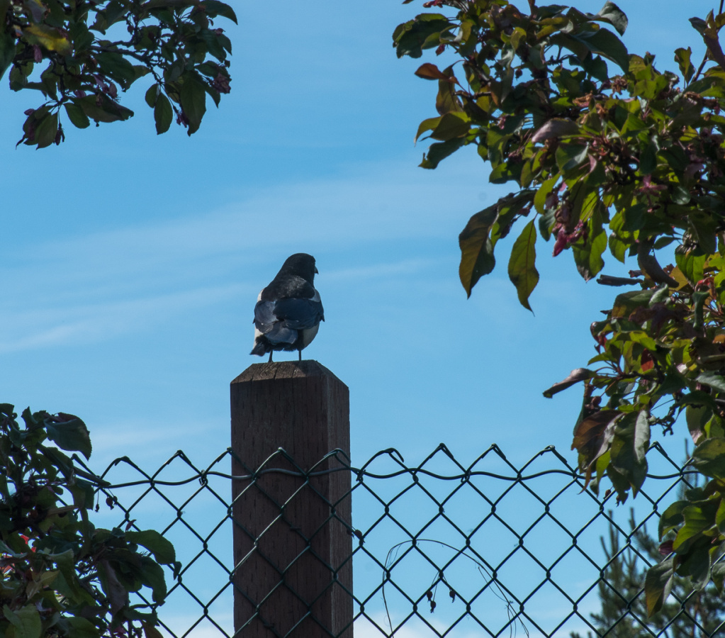 wild black-billed magpie