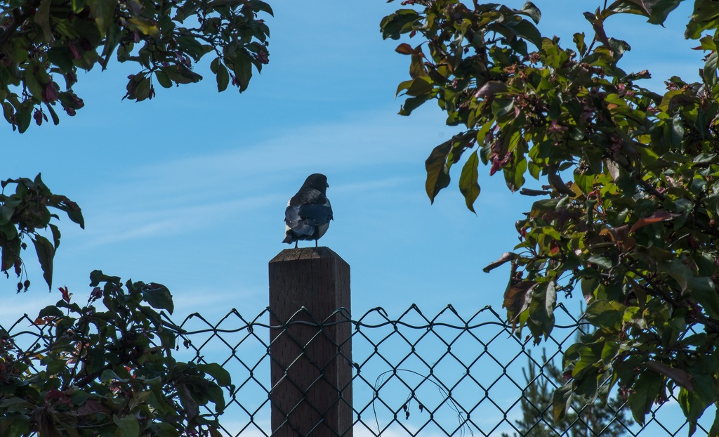 201806 Alaska-586 wild black-billed magpie.jpg