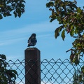 wild black-billed magpie
