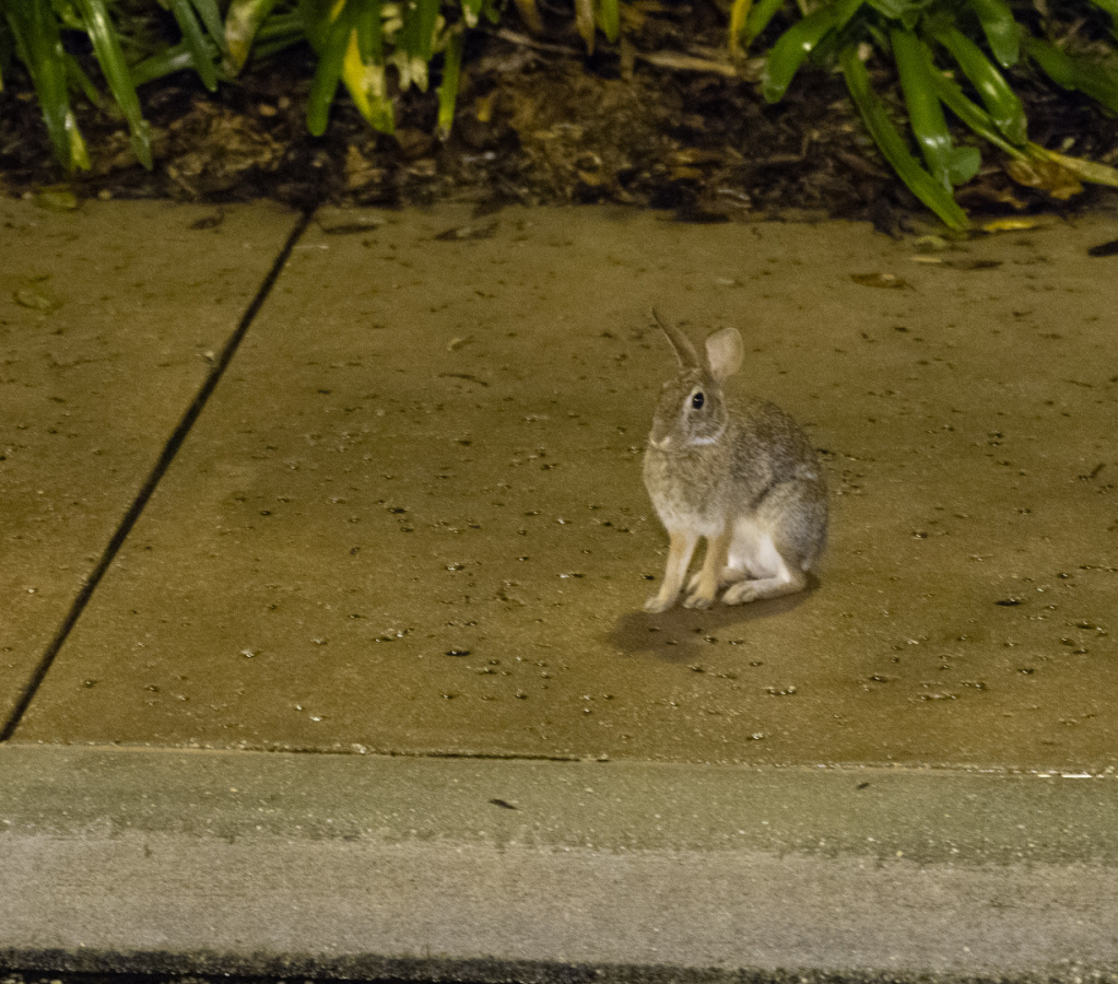 Rabbit on SSR sidewalk
