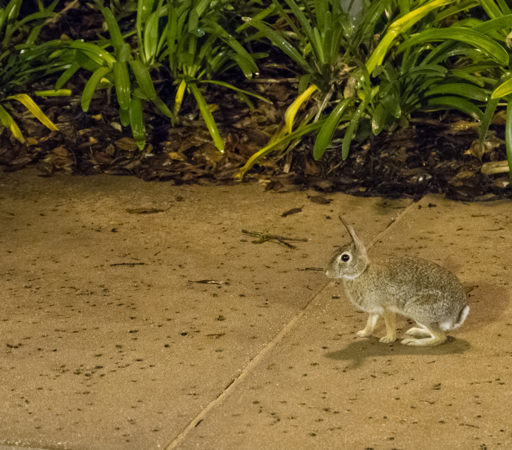 Rabbit on SSR sidewalk