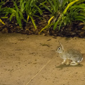Rabbit on SSR sidewalk
