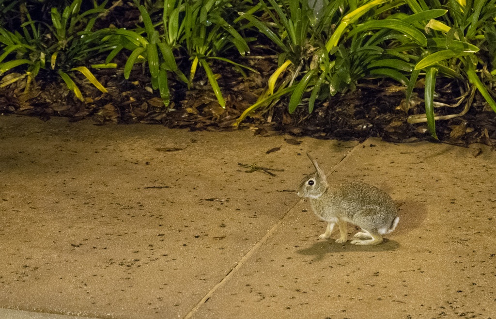 WDW201808-006 Rabbit on SSR sidewalk.jpg