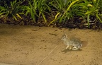 Rabbit on SSR sidewalk