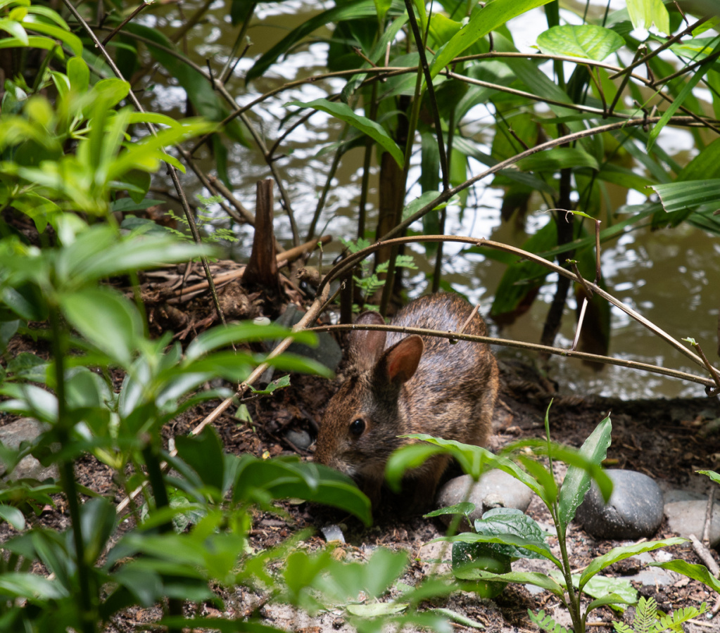 Rabbit in Jungle Cruise queue