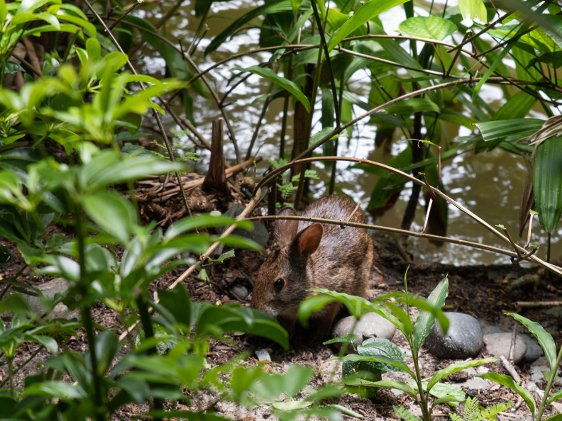 Rabbit in Jungle Cruise queue