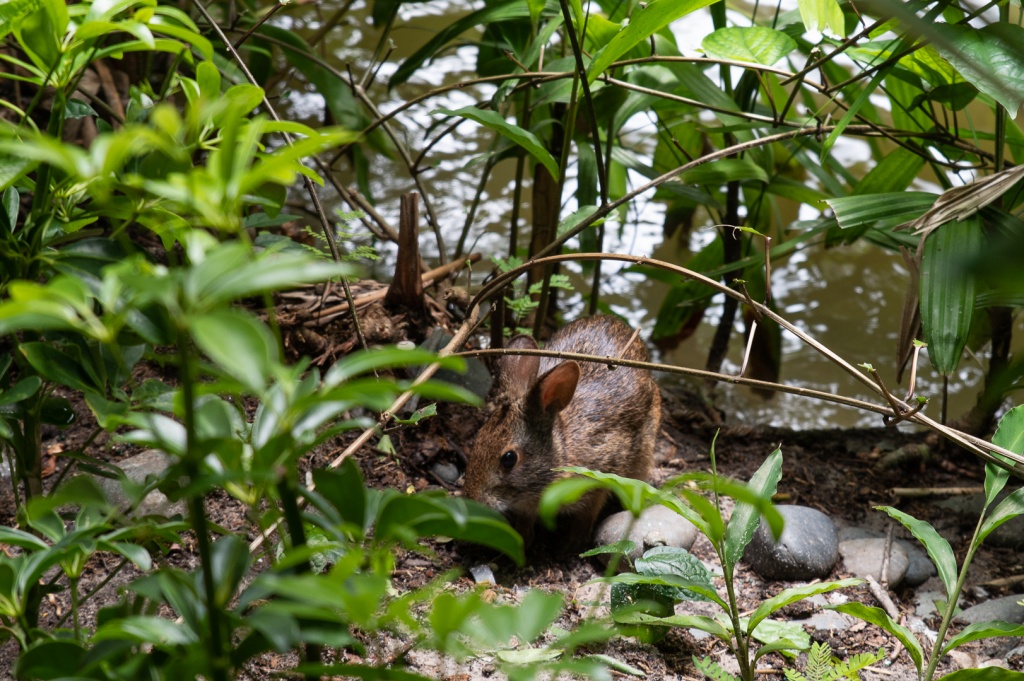 WDW201808-019 Rabbit in Jungle Cruise queue.jpg