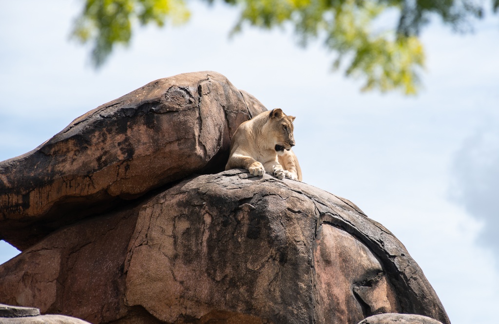 WDW201808-171 Lion.jpg