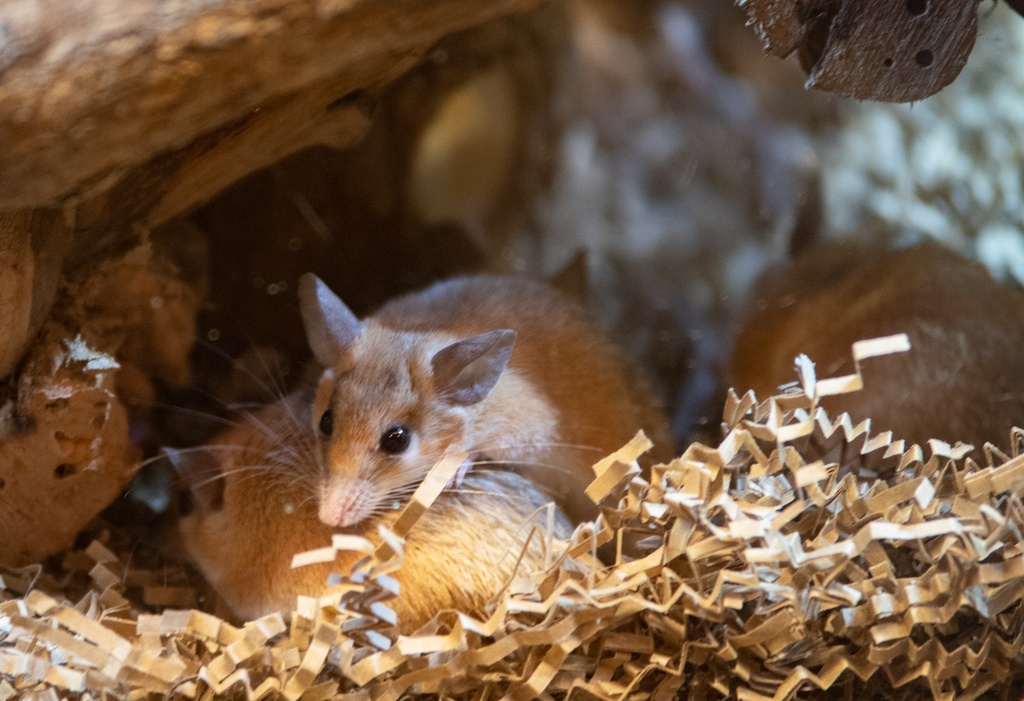 WDW201808-172 Spiny mice.jpg