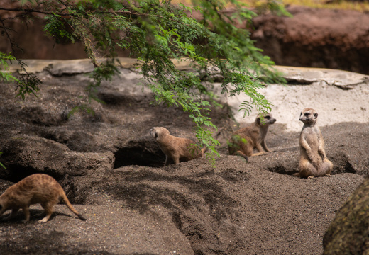 Meerkats