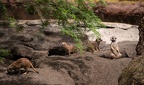 Meerkats