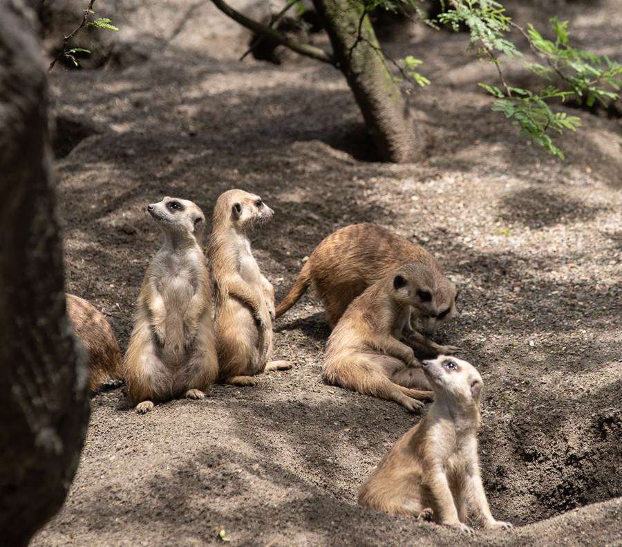 Meerkats