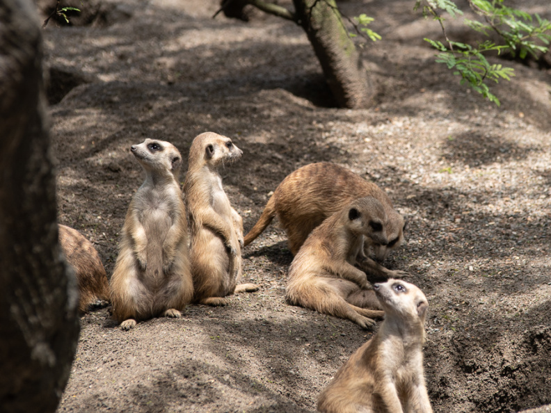Meerkats
