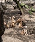 Meerkats