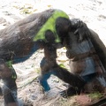 Gorillas
