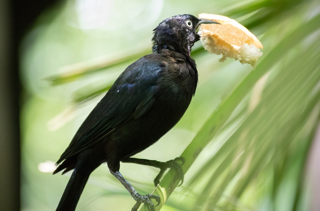 WDW201808-161 Bird with big piece of bread.jpg