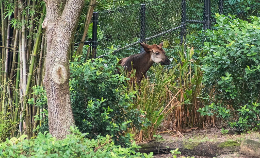 WDW201808-164 Okapi.jpg