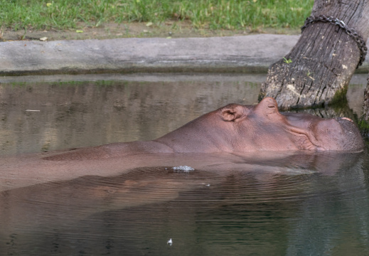 Hippos