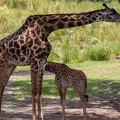 Baby giraffe Aella