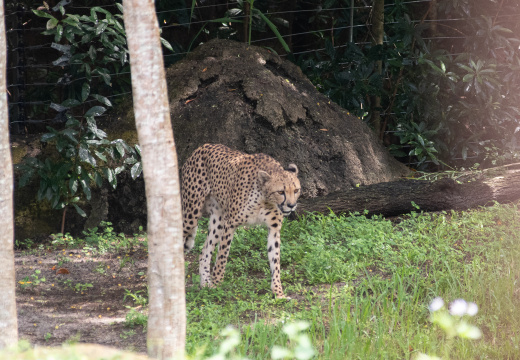 Cheetah
