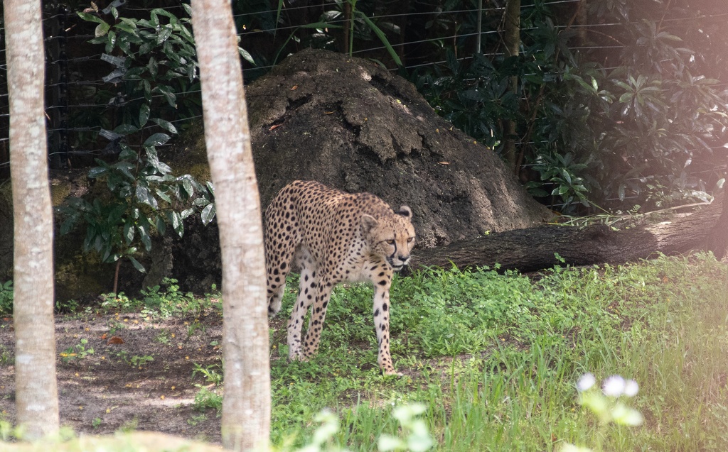 WDW201808-169 Cheetah.jpg