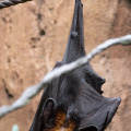 Malayan Flying Fox