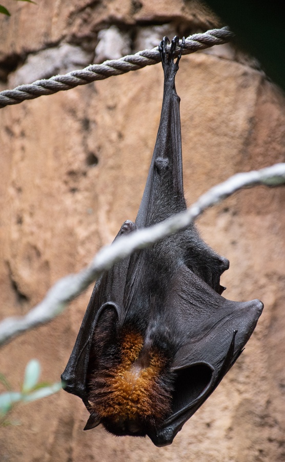 WDW201808-180 Malayan Flying Fox.jpg