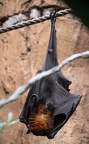 Malayan Flying Fox