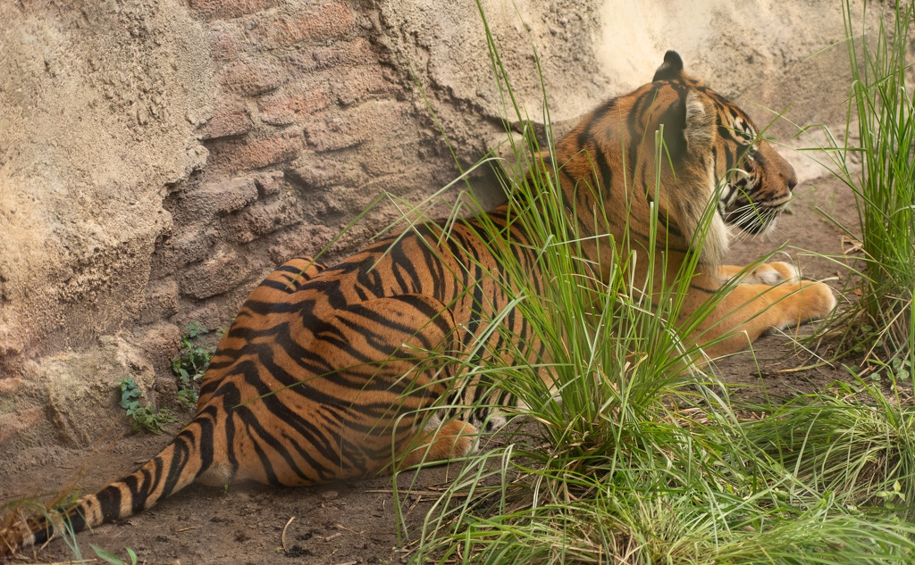 WDW201808-181 Tiger.jpg