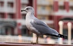 Boardwalk birds