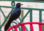 Boardwalk birds