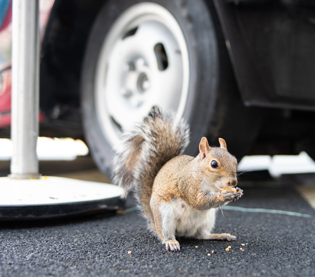 Squirrel at Cool Wash