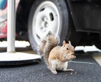 Squirrel at Cool Wash