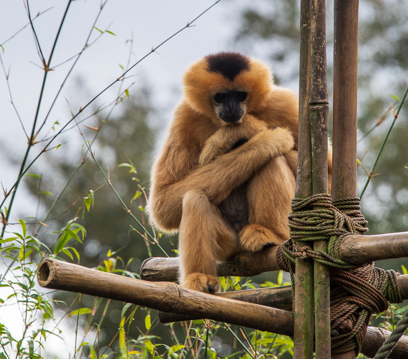 White-cheeked gibbon
