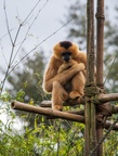 White-cheeked gibbon