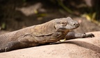 Komodo dragon