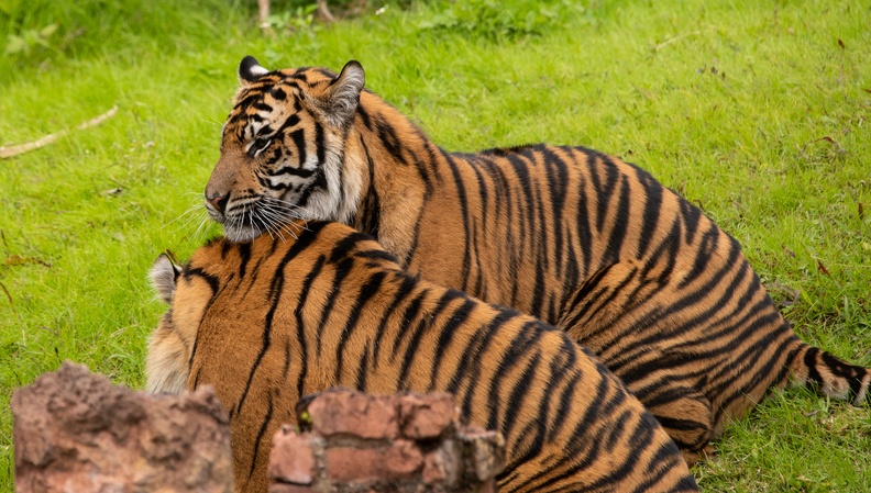 201901 WDW-166 Tigers playing.jpg