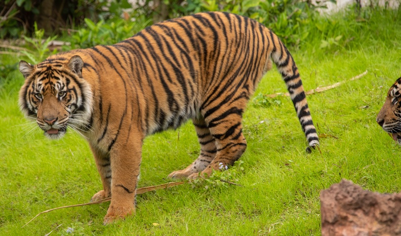 201901 WDW-170 Tigers playing.jpg