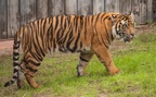 Tigers playing