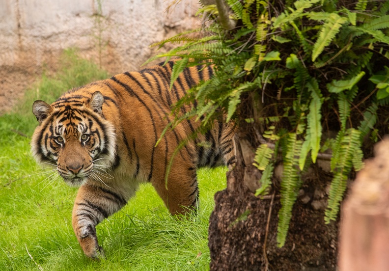 201901 WDW-173 Tigers playing.jpg