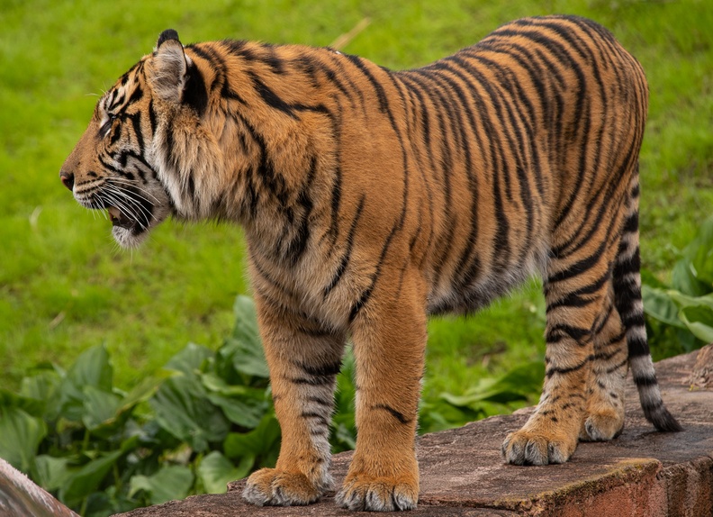 201901 WDW-175 Tigers playing.jpg