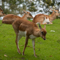 Blackbuck antelopes