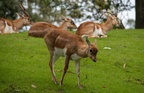 Blackbuck antelopes