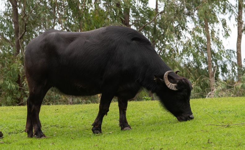 201901 WDW-180 Water buffalo.jpg
