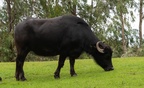 Water buffalo